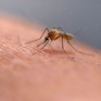 Hơn một nửa dân số thế giới có nguy cơ mắc bệnh do muỗi truyền