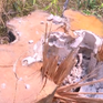 Gia Lai: Phá rừng nghiêm trọng tại khu vực giáp ranh