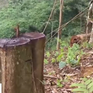 Hàng loạt cây gỗ bị chặt hạ ở Vườn quốc gia Xuân Sơn