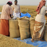 Giá gạo và cà phê thế giới đồng loạt giảm trong tuần qua
