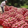 Ngành rau quả sẽ đạt kỷ lục mới trong xuất khẩu
