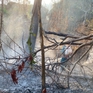 Huy động hơn 500 người chữa cháy rừng trên núi Cô Tô