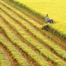 Lần đầu tiên bán tín chỉ Carbon từ trồng lúa