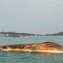 Xác cá voi nặng khoảng 10 tấn trôi vào vùng biển huyện Cô Tô