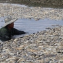 Đồng Nai: Khẩn trương xử lý cá chết hồ Sông Mây để tránh ô nhiễm