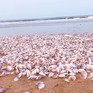 Hàng tấn ngao tím dạt vào bờ biển Hà Tĩnh