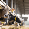 Nguy cơ lây lan virus cúm gia cầm ở bò ngoài nước Mỹ