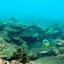 Thái Lan đóng cửa rạn san hô để phục hồi