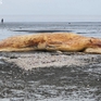 Một phần xác cá voi nặng gần 4 tấn trôi dạt vào bờ biển Nghệ An