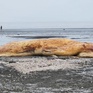 Nghệ An: Một phần xác cá voi lớn dạt vào bờ biển
