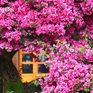 Cây hoa giấy 35 năm tuổi bung nở thu hút du khách ở Đà Lạt