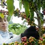 Hàng Việt xuất khẩu đáp ứng tiêu chuẩn xanh để tiến xa