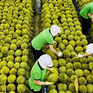 4 mặt hàng nông sản Việt Nam được thế giới ưa chuộng