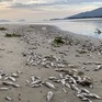 Đà Nẵng: Cá chết trắng nằm phơi xác khu vực bờ biển