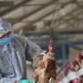 Trung Quốc phát hiện cúm gia cầm ở động vật hoang dã