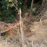 Quảng Trị: Xử phạt một doanh nghiệp vì san ủi rừng phòng hộ