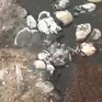 Hưng Yên: Khởi tố vụ san lấp bằng chất thải công nghiệp nguy hại