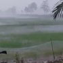 Cơn mưa giải nhiệt cho vùng khô hạn Bạc Liêu
