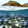 Australia tài trợ 11,5 triệu USD cho các dự án bảo vệ rạn san hô Great Barrier