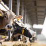 Lo ngại về virus H5N1 ở gia súc tại Mỹ
