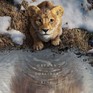 Phần tiền truyện phim “Vua sư tử” sẽ ra rạp vào cuối năm nay