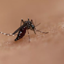 Los Angeles (Mỹ) thả 20.000 muỗi đực để diệt muỗi vằn