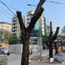 Hà Nội: Hàng loạt cây xanh lâu năm  bị cắt trụi ngọn, trồi gốc