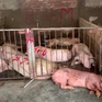 Phát hiện cơ sở mua gom lợn ốm, chết số lượng lớn ở Vĩnh Phúc