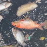 TP Hồ Chí Minh: Xử lý cá chết nổi lềng bềnh trên kênh Nhiêu Lộc - Thị Nghè