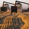 Nga giảm thuế xuất khẩu nông sản