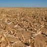 Hạn hán nghiêm trọng nhất 40 năm qua khiến nhiều nước châu Phi mất mùa