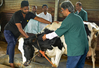 Phát hiện virus H5N1 trong sữa bò