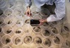 Nhà máy nuôi muỗi chống sốt xuất huyết tại Brazil
