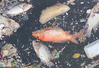 TP Hồ Chí Minh: Xử lý cá chết nổi lềng bềnh trên kênh Nhiêu Lộc - Thị Nghè
